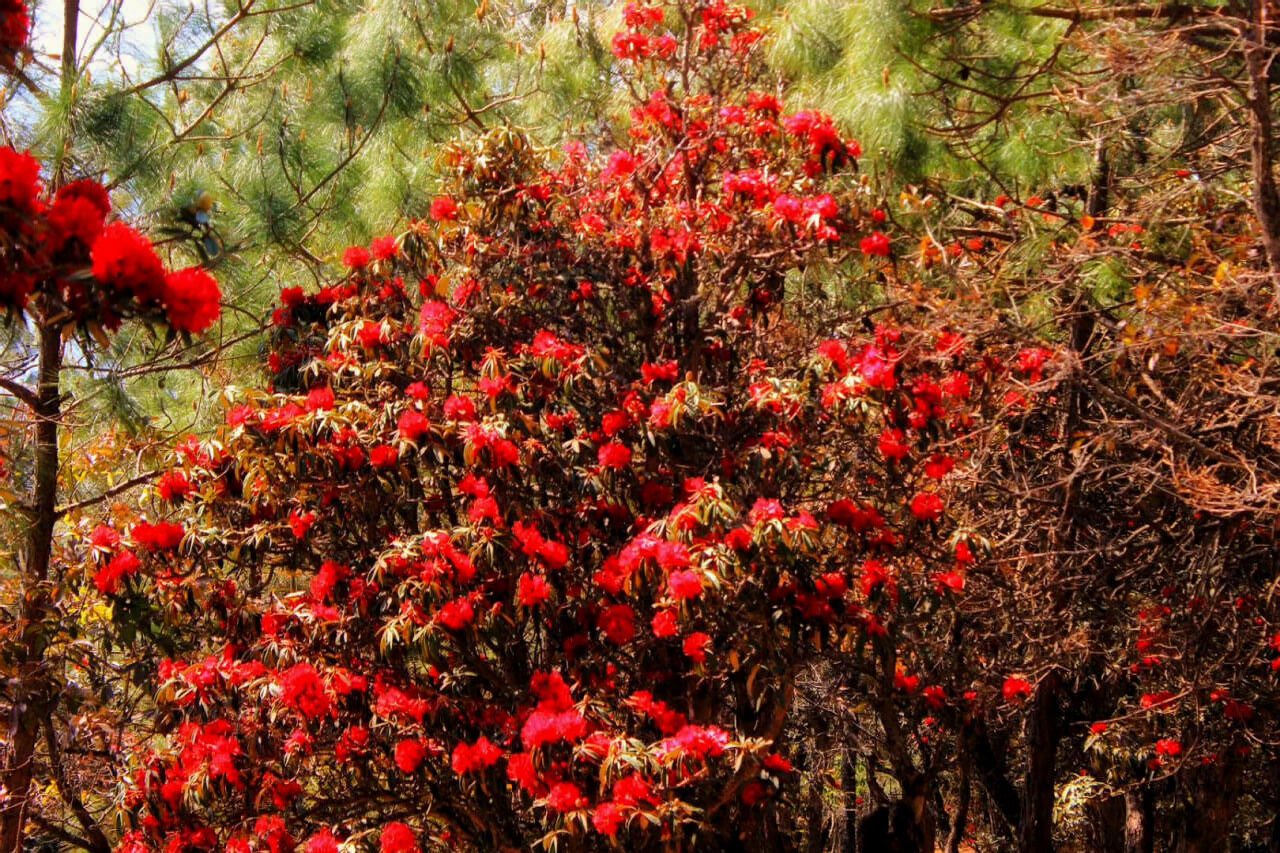 大理會(huì)議預(yù)定 大理會(huì)議預(yù)定