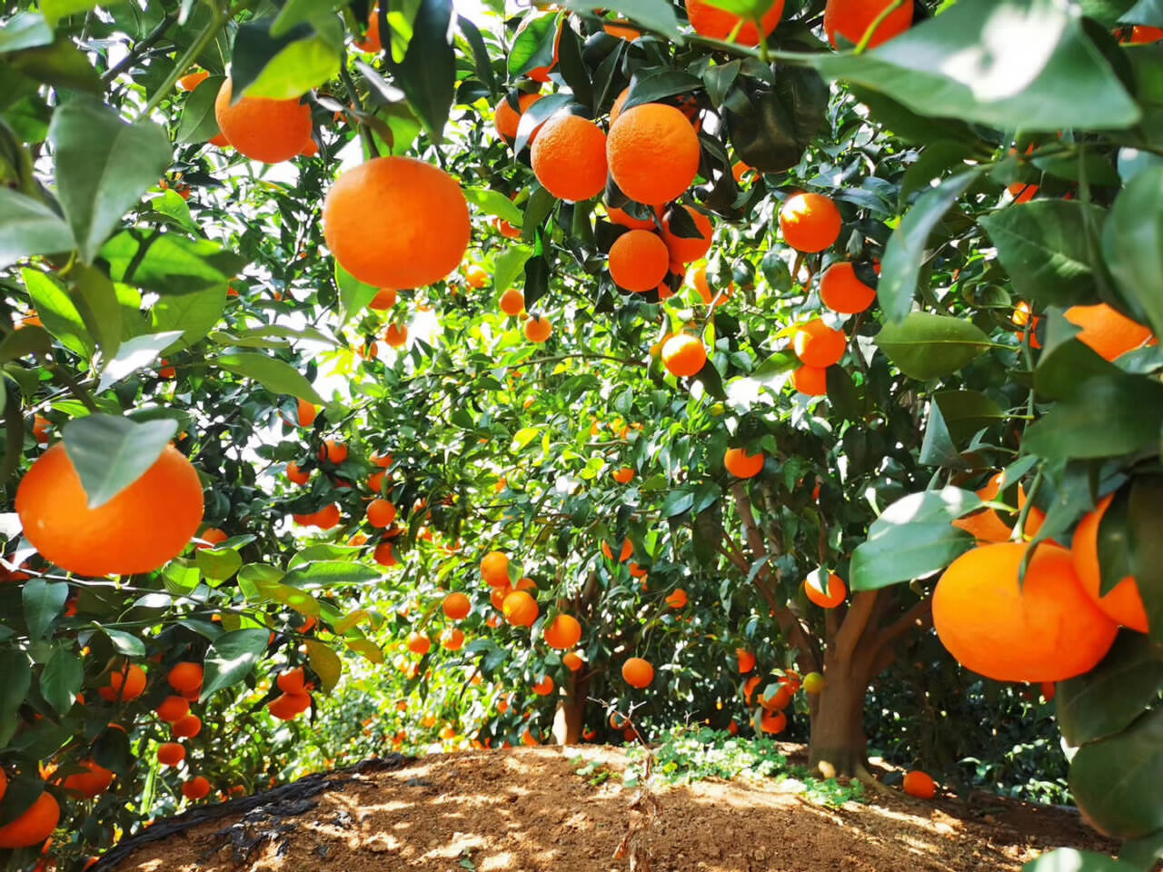 大理會(huì)議預(yù)定 大理會(huì)議預(yù)定