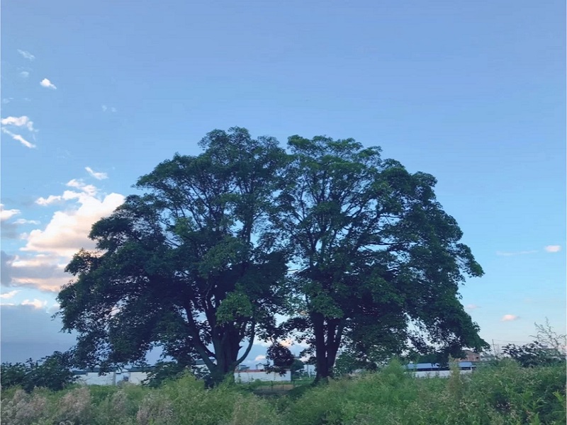 大理會展 大理會展