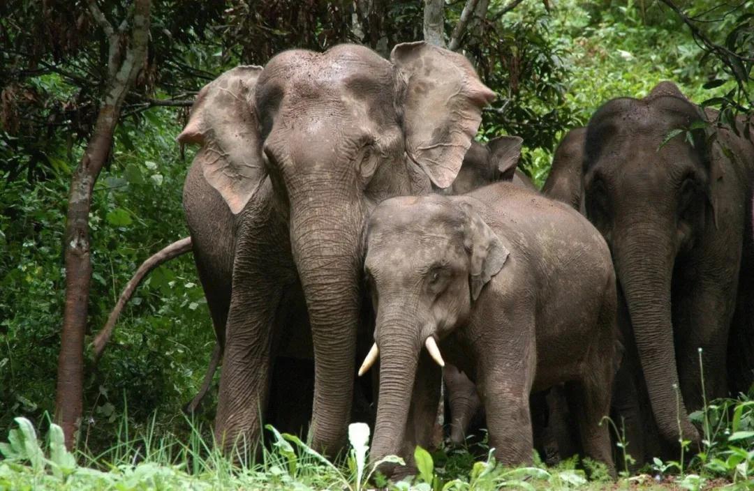 西雙版納 西雙版納