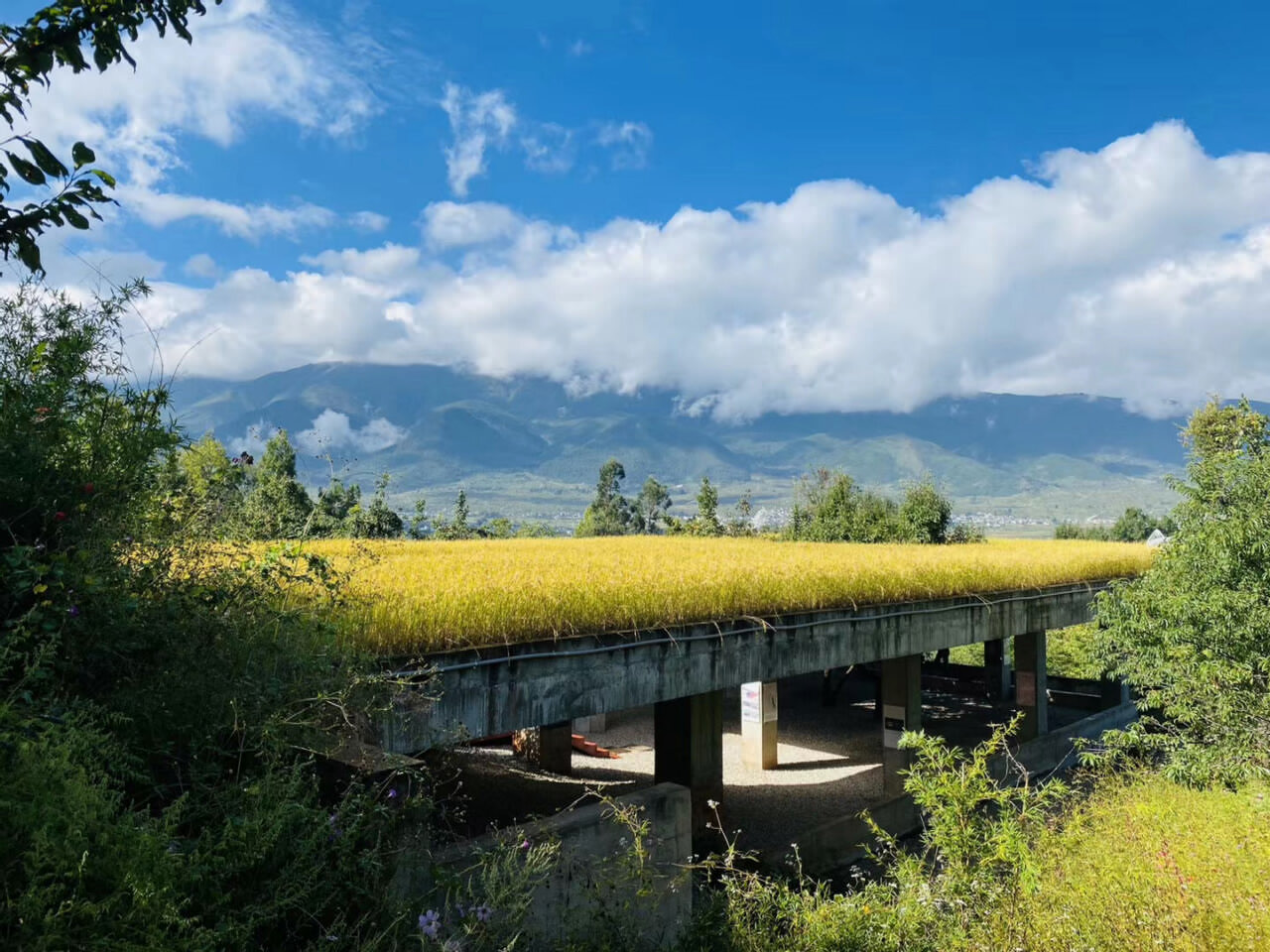 大理洱源鳳羽稻田劇場 大理洱源鳳羽稻田劇場