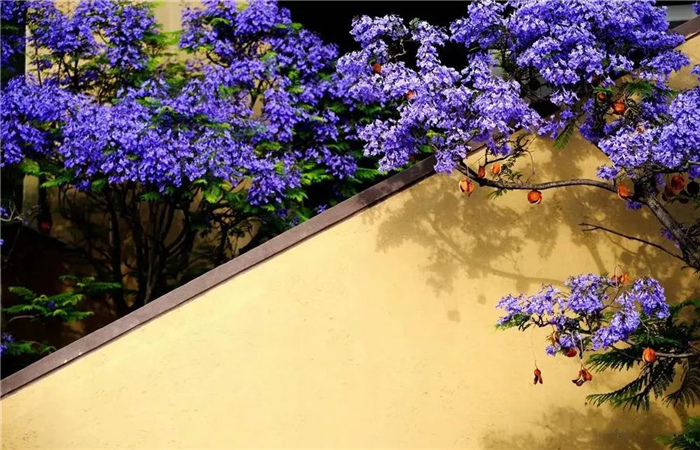 藍(lán)花楹 藍(lán)花楹