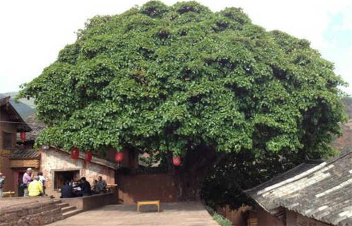 黃家古榕 黃家古榕