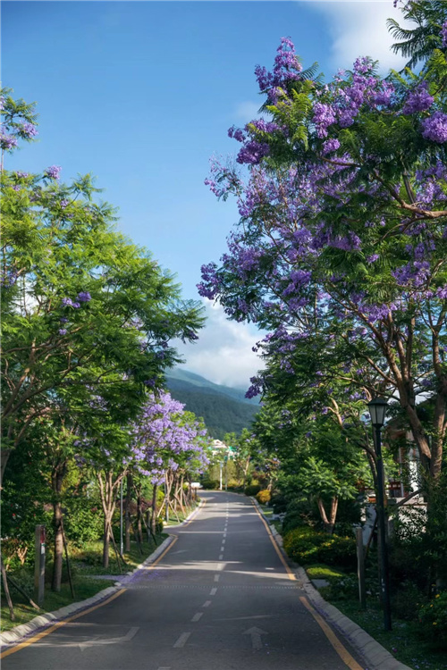 大理海納爾云墅度假酒店預定 大理海納爾云墅度假酒店預定