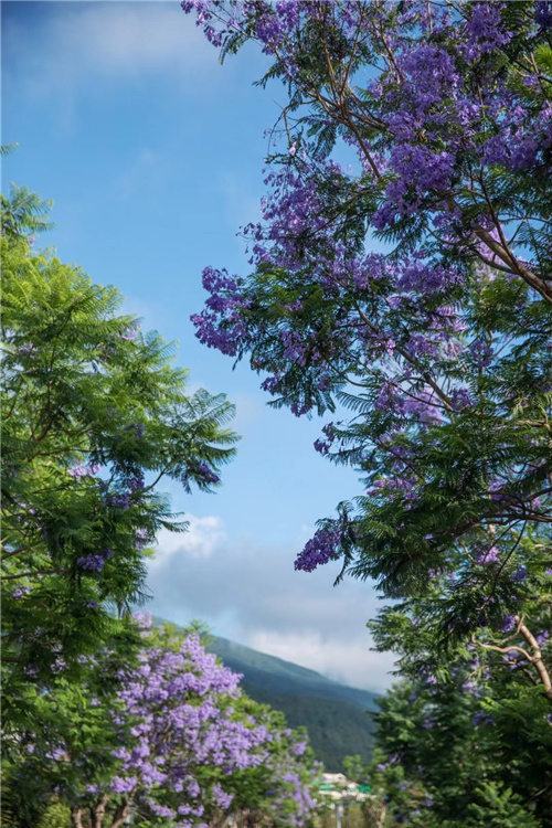 大理海納爾云墅度假酒店預定 大理海納爾云墅度假酒店預定