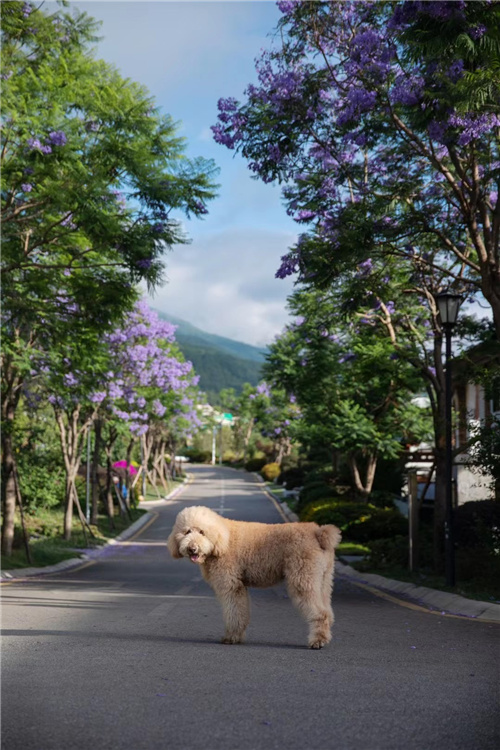 大理海納爾云墅度假酒店預定 大理海納爾云墅度假酒店預定