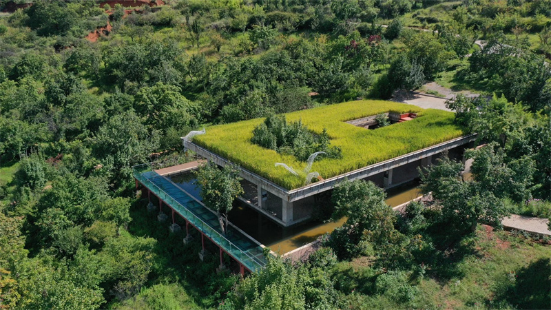 大理洱源鳳羽空中稻田劇場 大理洱源鳳羽空中稻田劇場