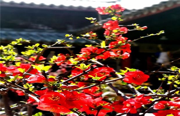 非遺大理｜車(chē)玉江：阿吒力音樂(lè)曾是大理國(guó)宮庭音樂(lè)	