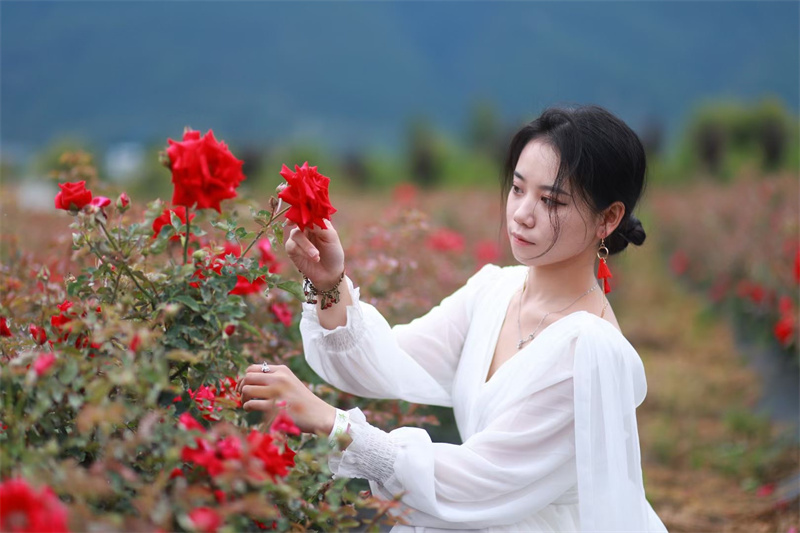 大理攝影攝像:大理洱海喜洲古鎮吉普車專業旅拍一日游 大理攝影攝像:大理洱海喜洲古鎮吉普車專業旅拍一日游