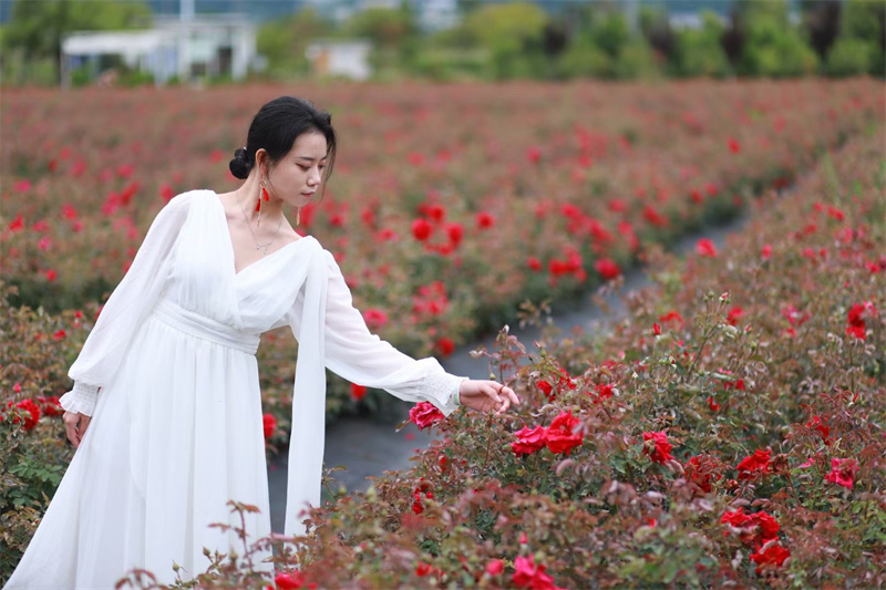 大理攝影攝像:大理洱海喜洲古鎮吉普車專業旅拍一日游 大理攝影攝像:大理洱海喜洲古鎮吉普車專業旅拍一日游