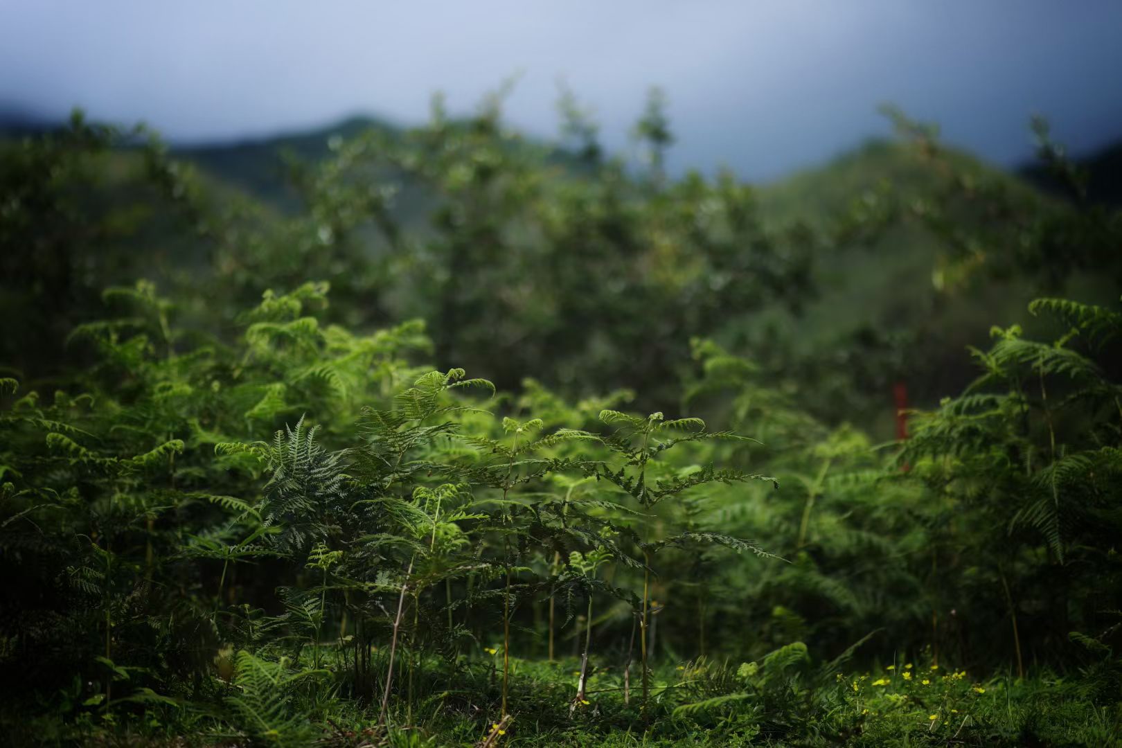 大理花甸壩騎馬徒步自駕 大理花甸壩騎馬徒步自駕