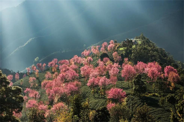 大理櫻花季：南澗無量，秘境花鄉——神仙姐姐居住的地方！快來大理旅游吧！