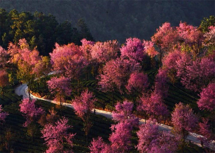 大理無量山櫻花 大理無量山櫻花