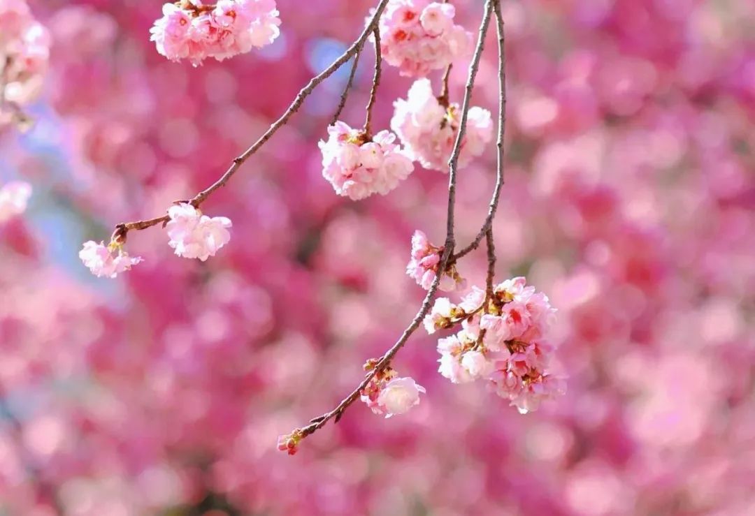 云南旅游,云南旅行社,云南團建公司：賞櫻正當時！大理大學校園開放日等你來